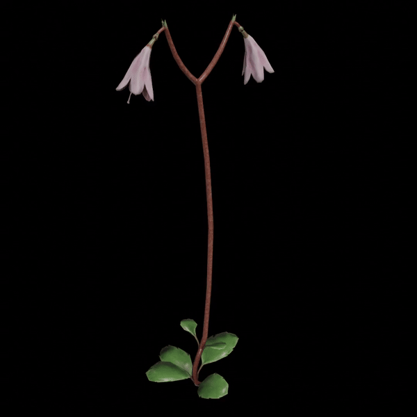 Environment Asset for virtual pet game